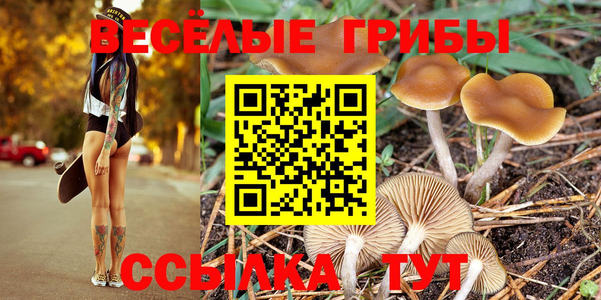 Галлюциногенные грибы Psilocybe Старый Оскол